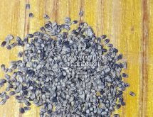 Εξάεδρα περιττώματα τερμιτών ξηρού ξύλου σε πάτωμα