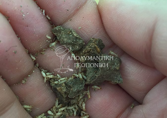 Εργάτες υπόγειων τερμιτών σε σπίτι