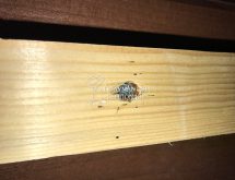 Περιττώματα κοριών σε κρεβάτι