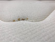 Προνύμφες κοριών