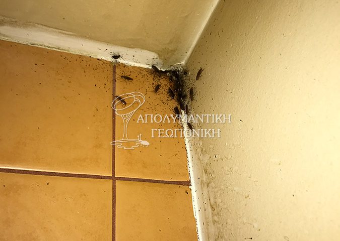 Περιττώματα και ακμαία ψιλής κατσαρίδας κουζίνας