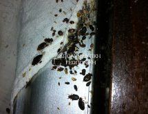 Κοριοί στο κρεβάτι