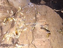 Τερμίτες υγρού ξύλου σε κόντρα πλακέ υπόστρωμα πατώματος σε κότερο