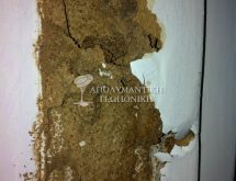 Δίκτυο χωμάτινων αγωγών υπόγειων τερμιτών σε κούφωμα πόρτας