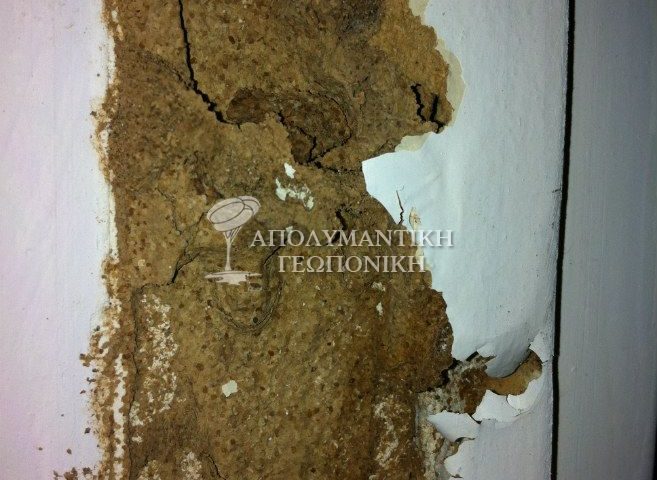 Δίκτυο χωμάτινων αγωγών υπόγειων τερμιτών σε κούφωμα πόρτας