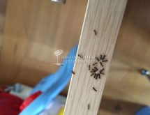 Πληθυσμός μυρμηγκιών λίγα λεπτά μετά την εφαρμογή του εντομοκτόνου δολώματος