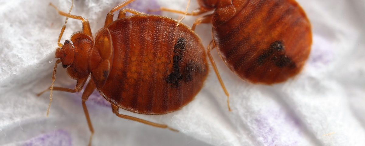 ΚΟΡΙΟΙ ΣΤΟ ΣΤΡΩΜΑ