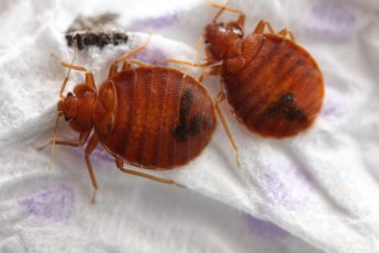 ΚΟΡΙΟΙ ΣΤΟ ΣΤΡΩΜΑ