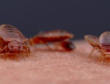 ΑΚΜΑΙΑ ΚΑΙ ΠΡΟΝΥΜΦΕΣ ΚΟΡΙΩΝ