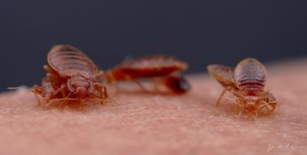 ΑΚΜΑΙΑ ΚΑΙ ΠΡΟΝΥΜΦΕΣ ΚΟΡΙΩΝ