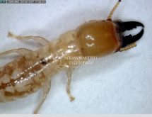 Οπλίτης τερμίτη