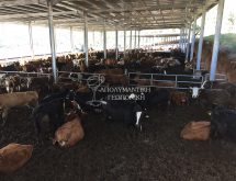 Διαχείριση παρασίτων σε βουστάσιο