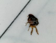 Ακμαίο ψύλλου