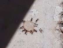 Καταπολέμηση μυρμηγκιών