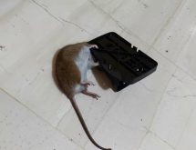 Ποντίκια καταπολέμηση