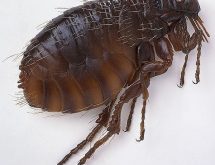 Ψύλλος σε μεγέθυνση