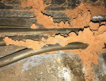 Τερμίτες στο σπίτι – χωμάτινοι αγωγοί υπόγειων τερμιτών