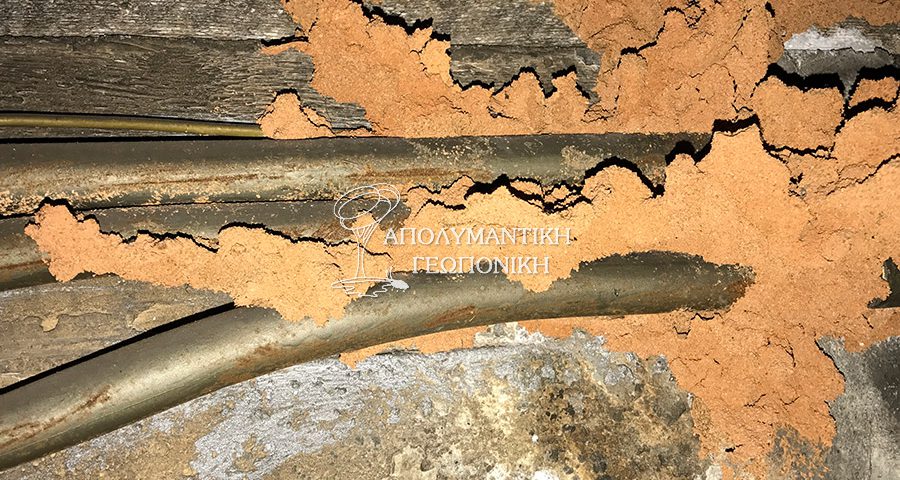 Τερμίτες στο σπίτι – χωμάτινοι αγωγοί υπόγειων τερμιτών