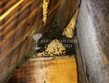 Ξυλοφάγα μυρμήγκια σε στέγη