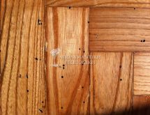Οπές εξόδου ξυλοφάγων κολεόπτερων σε ξύλινο πάτωμα