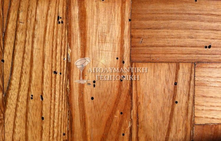 Οπές εξόδου ξυλοφάγων κολεόπτερων σε ξύλινο πάτωμα