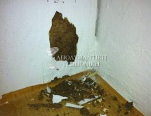 Φθορά από υπόγειους τερμίτες