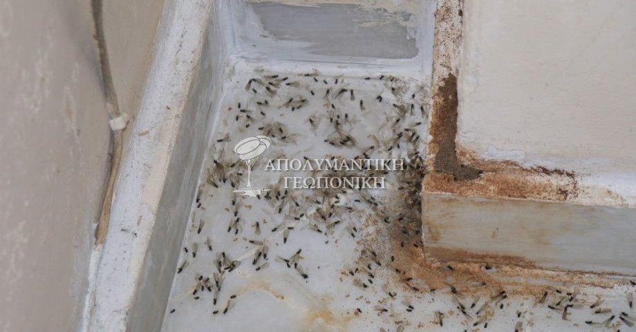 Τερμίτες με φτερά (πτέρυγες) - Σμηνουργοί υπόγειων τερμιτών