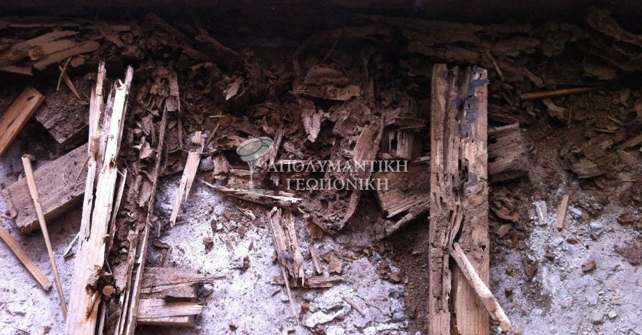 Υπόγειοι τερμίτες στο πάτωμα