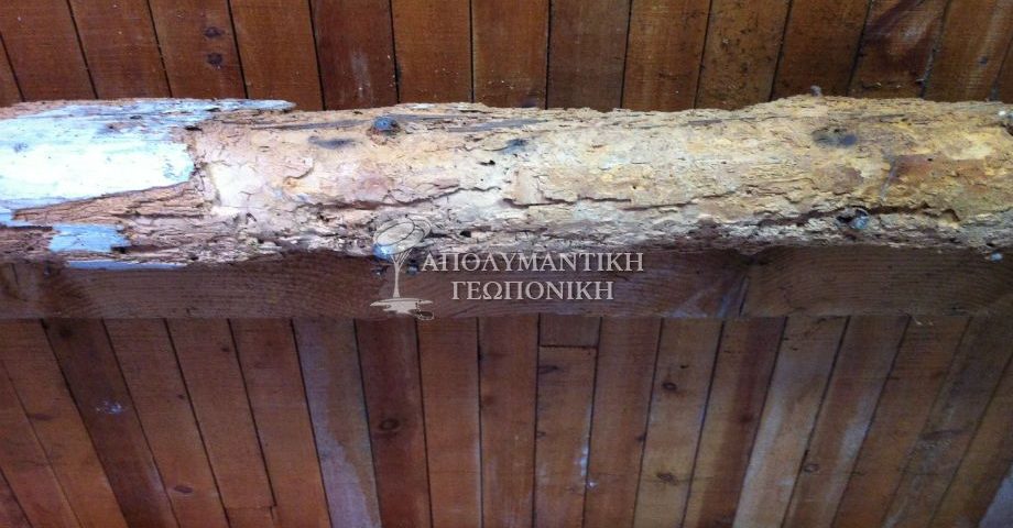 Προσβολή από σαράκι ξύλου σε στέγη