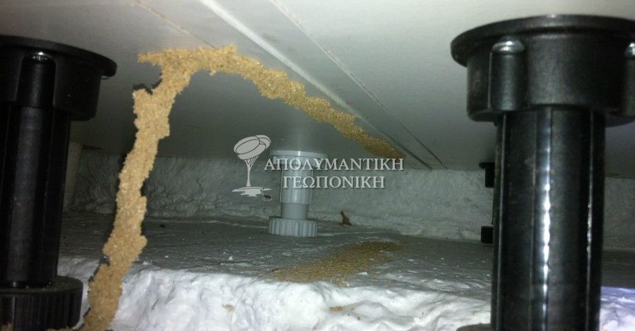 Χωμάτινα κανάλια υπόγειων τερμιτών