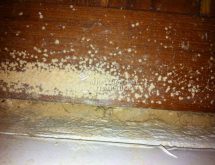 Σκόρος στα ξύλα, σκόνη από ξυλοφάγα έντομα