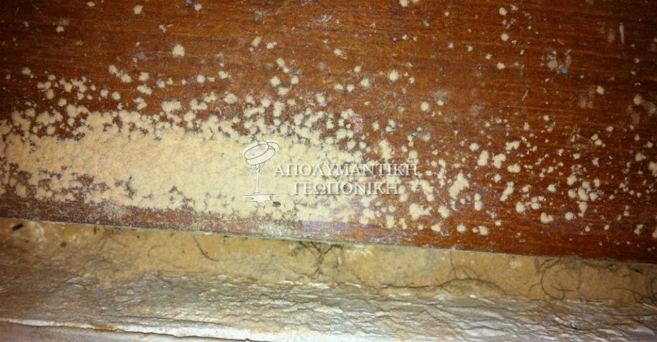 Σκόρος στα ξύλα, σκόνη από ξυλοφάγα έντομα