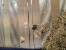 Ξυλοφάγα μυρμήγκια – ξυλοφάγα έντομα