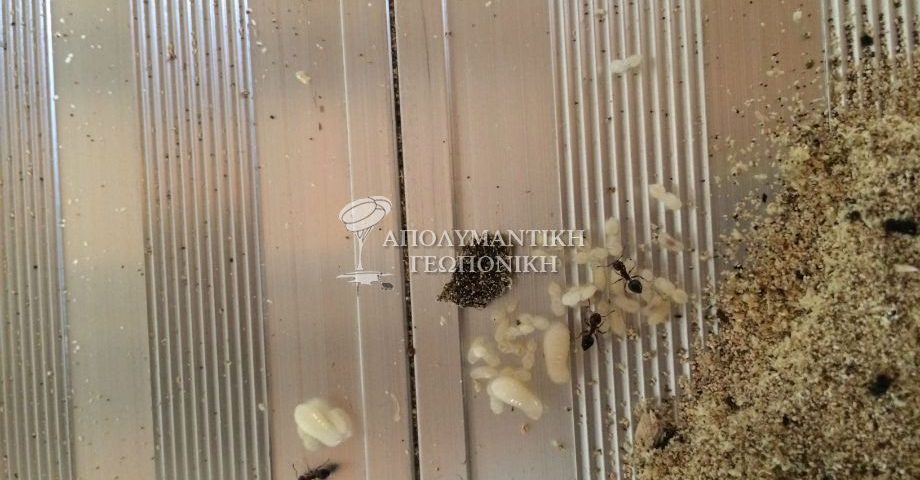 Ξυλοφάγα μυρμήγκια – ξυλοφάγα έντομα