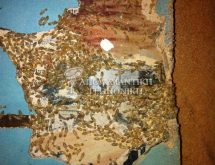 Εργάτες τερμιτών σε βιβλίο