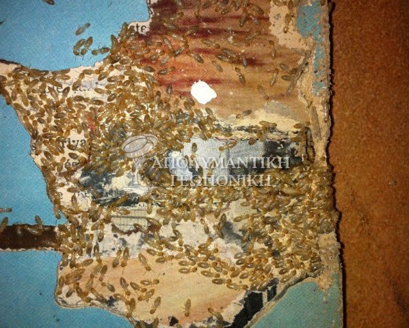 Εργάτες τερμιτών σε βιβλίο