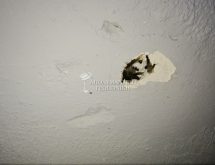 Σμηνουργοί (Τερμίτες με φτερά)