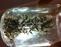 Φτερωτοί τερμίτες