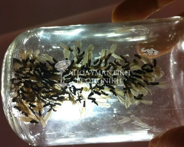 Φτερωτοί τερμίτες