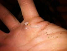 Οπλίτης τερμίτη