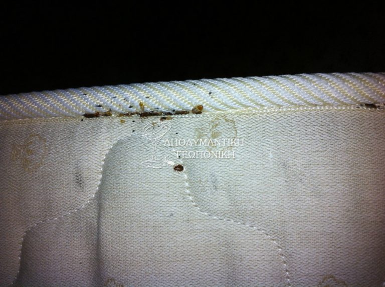 Κοριοί σε στρώμα