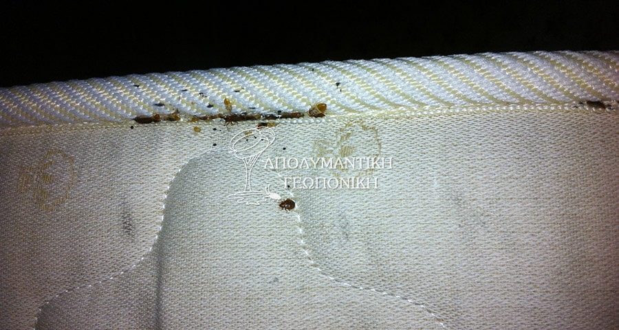 Κοριοί σε στρώμα