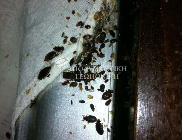 Καταπολέμηση κοριών