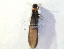 Πτερωτό τερμίτη σε σπίτι