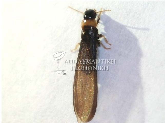 Πτερωτό τερμίτη σε σπίτι