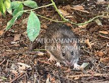 Ποντικός είδους Rattus Rattus σε πάρκο