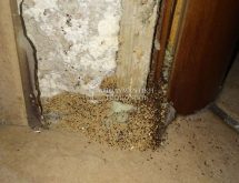 Περιττώματα τερμίτη ξηρού ξύλου