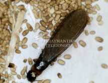 Σμηνουργός τερμίτη ξηρού ξύλου