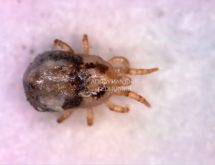 Ακμαίο άκαρι των πτηνών