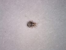 Ακμαίο άκαρι των πτηνών